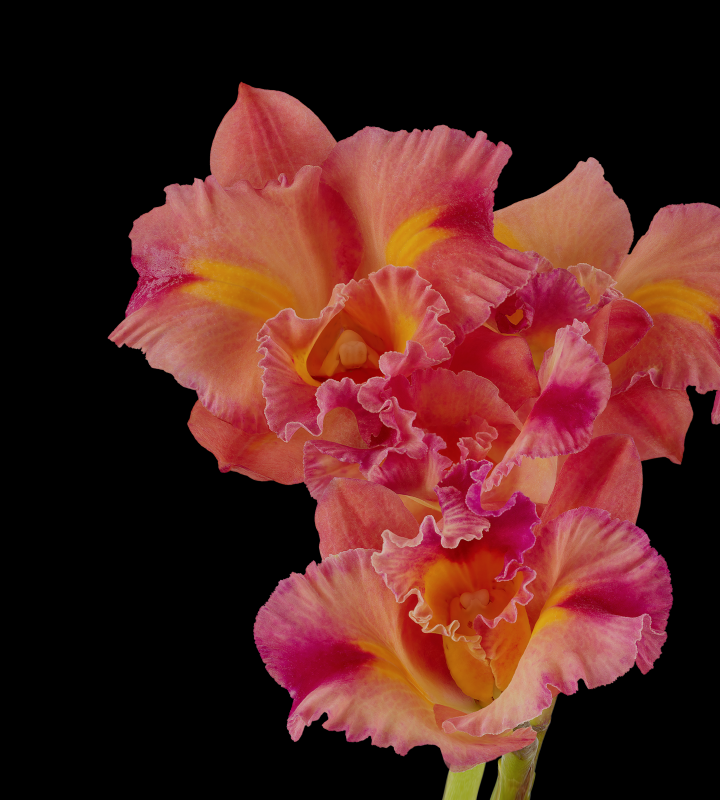 Pixel 6 Pro Wallpaper_Cattleya Orchid-dark by Andrew Zuckerman