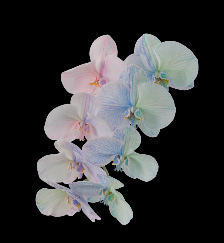 Pixel 6 Pro Wallpaper_Moth Orchid-dark by Andrew Zuckerman