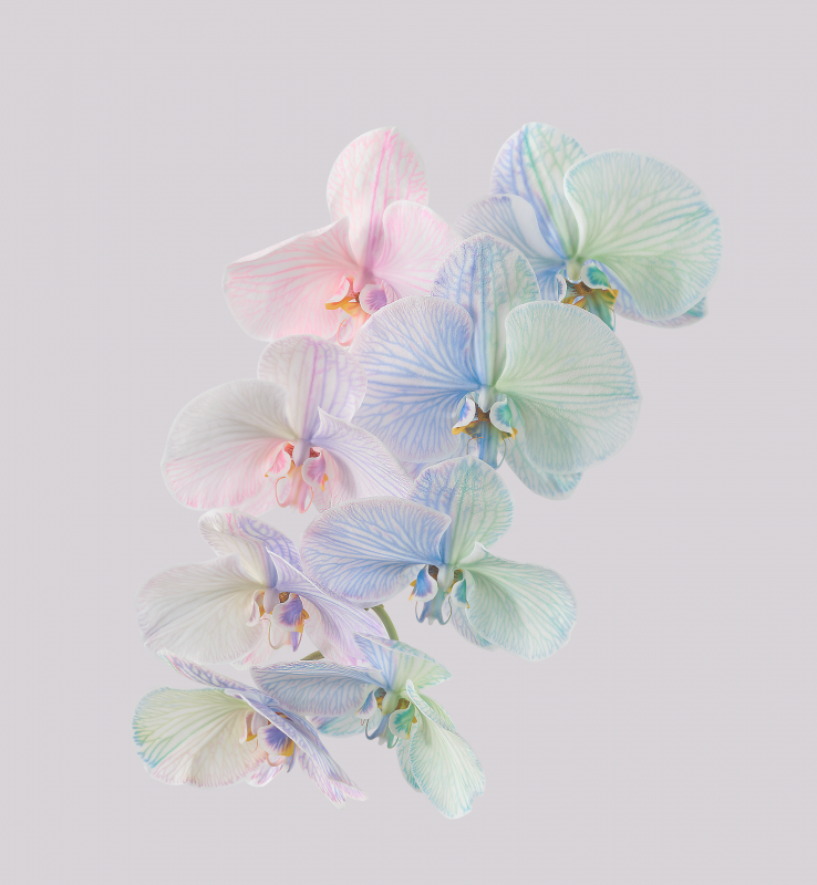Pixel 6 Pro Wallpaper_Moth Orchid-light by Andrew Zuckerman