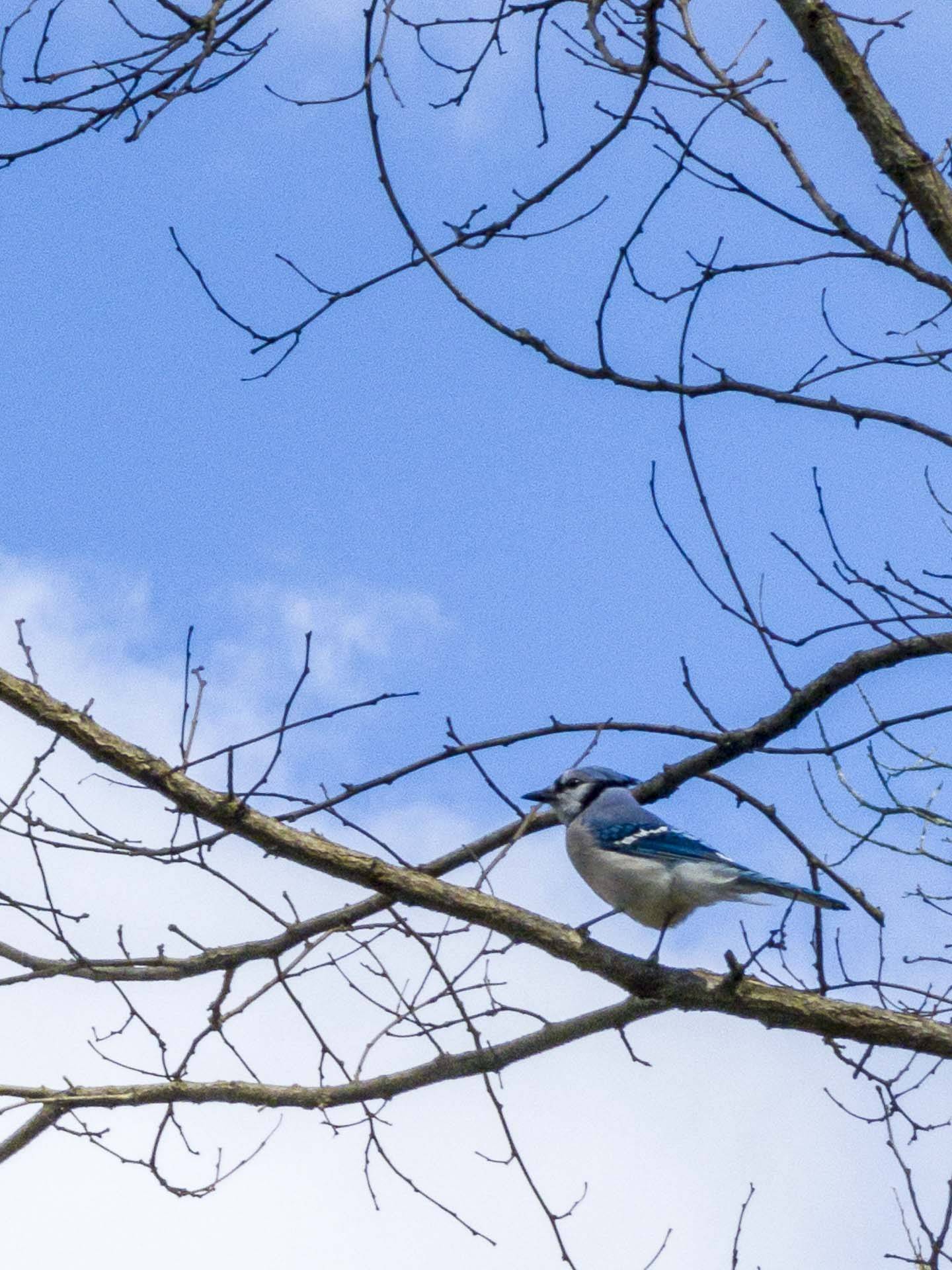 image of a blue jay captured by samsung galaxy S22 ultra