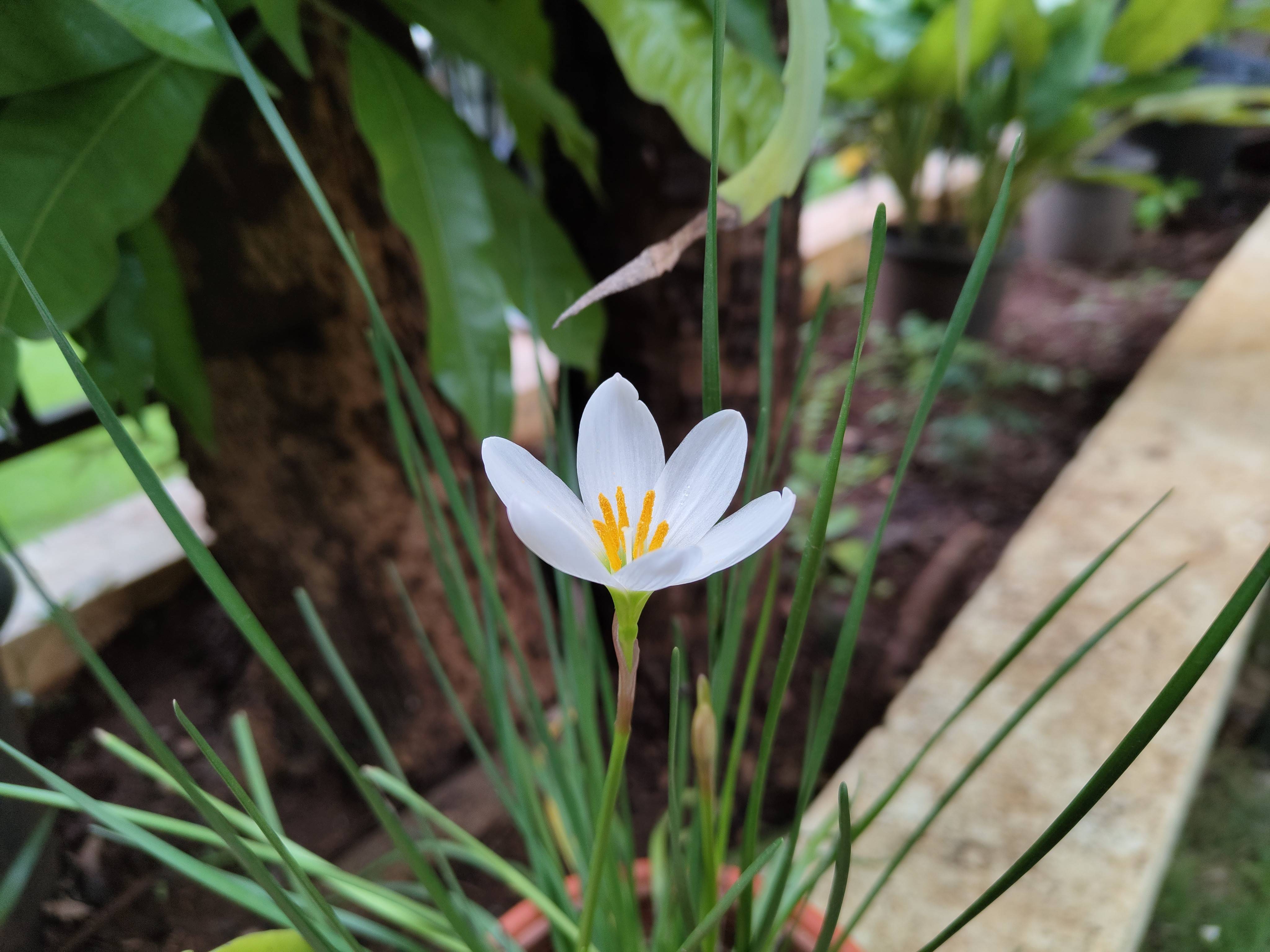 an image of a white lily