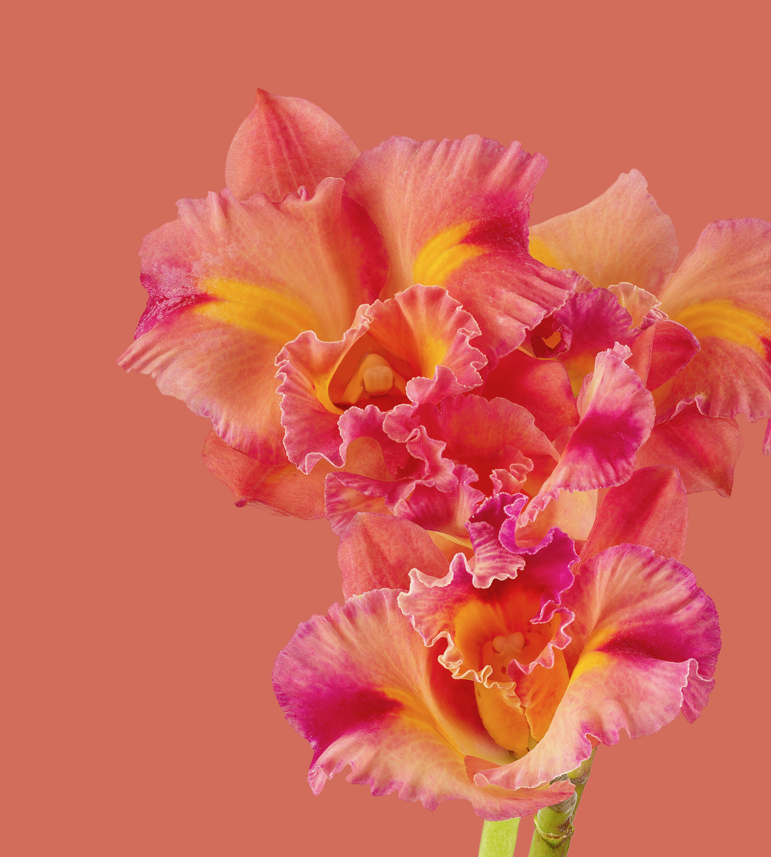Pixel 6 Pro Wallpaper_Cattleya Orchid-light by Andrew Zuckerman
