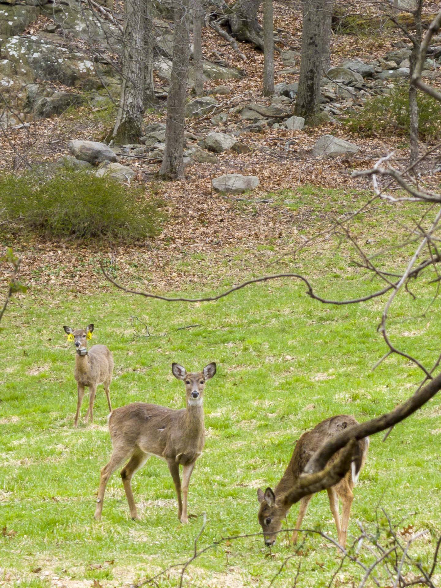 image of a small herd of deer