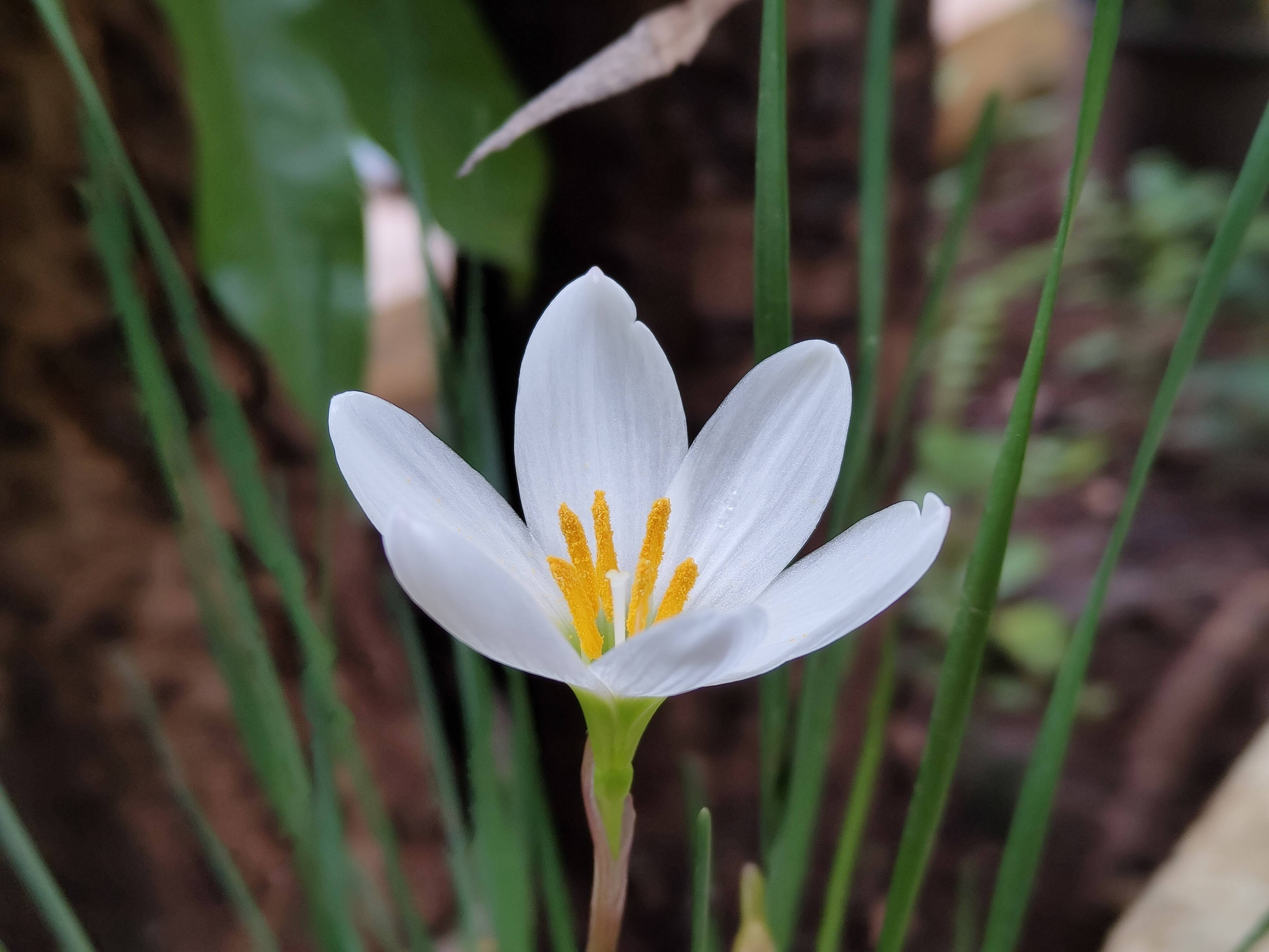 a zoomed-in image of a white lily