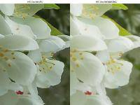 HTCOneM9_Camera_0003_Outdoor flowers