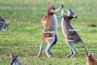 Facebook_vs_Australia